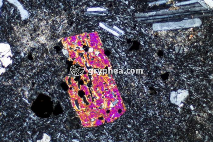 Trachyte LPA x10 - gryphea.org